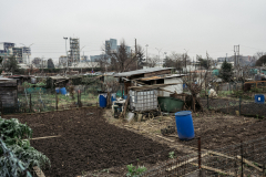 19 Décembre 2023, Oullins-Pierre-Bénite (Rhône)Les jardins ouvriers d’Arkema à Oullins-Pierre-Bénite, où l’usine déconseille aux habitants de consommer les légumes produits. En janvier 2023, des taux de PFNA, un PFAS utilisé par Arkema jusqu’en 2016, ont été relevés dans les carottes, largement supérieurs aux recommandations européennes. Les betteraves avaient elles des taux 5 fois supérieur pour le PFOA, l’un des PFAS les plus dangereux et désormais interdit. 19 Décembre 2023, Oullins-Pierre-Bénite (Rhône)Les jardins ouvriers d’Arkema à Oullins-Pierre-Bénite, où l’usine déconseille aux habitants de consommer les légumes produits. En janvier 2023, des taux de PFNA, un PFAS utilisé par Arkema jusqu’en 2016, ont été relevés dans les carottes, largement supérieurs aux recommandations européennes. Les betteraves avaient elles des taux 5 fois supérieur pour le PFOA, l’un des PFAS les plus dangereux et désormais interdit.