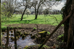 24 Mars 2024, Saint-Just (Eure)
La source Chevriers continue de traverser le village de Saint-Just, passant par des jardins où le bétail s'abreuve d’une eau hautement polluée. 24 Mars 2024, Saint-Just (Eure)
La source Chevriers continue de traverser le village de Saint-Just, passant par des jardins où le bétail s'abreuve d’une eau hautement polluée.